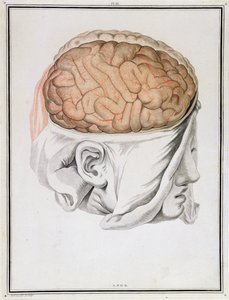 Il cervello, da 